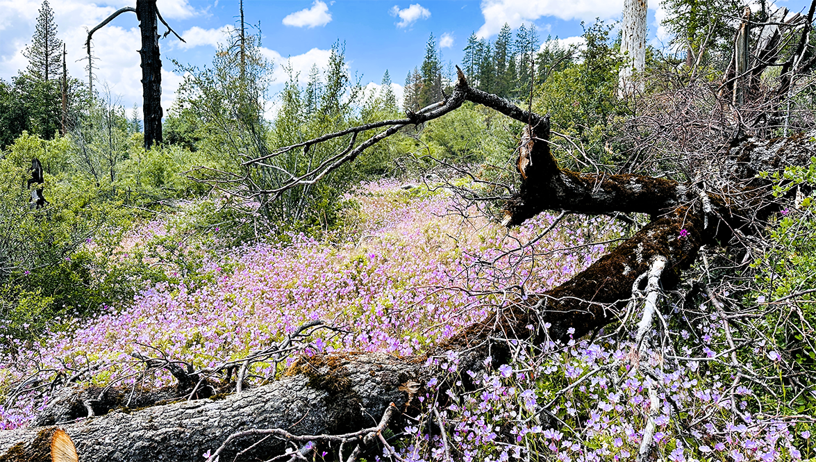 Alder Grove