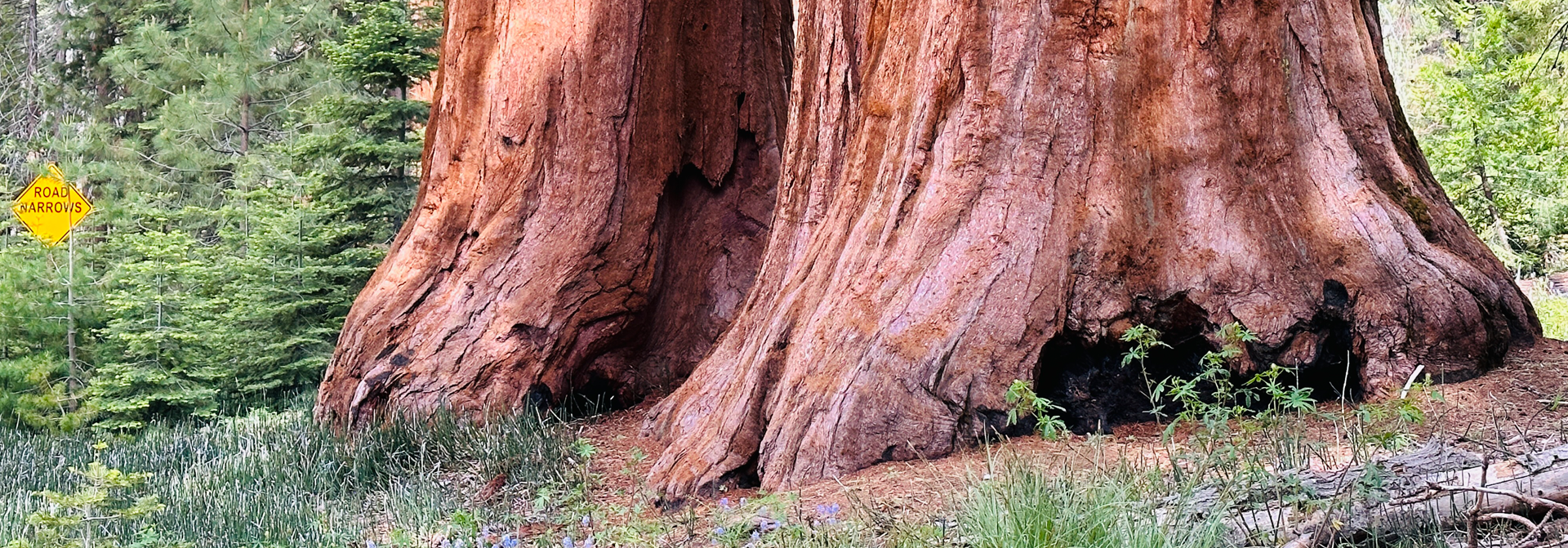 Mariposa Grove